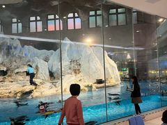 -帝企鹅自助餐厅•儿童岛•真企鹅(长隆企鹅酒店)