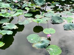 -长春市南湖公园