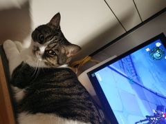 -艾贝尔宠物医院·24H转诊中心·肿瘤猫专科(江宁双龙店)