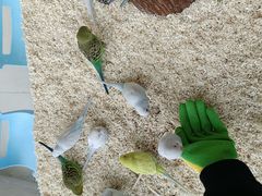 -怪兽屋·羊驼·猫咖·狗咖(俊华广场店)