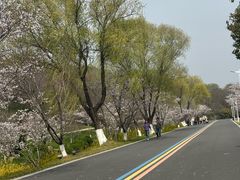 -羊山湖公园