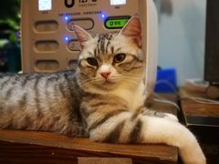 -吉丁鸟咖·异宠·寄养