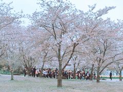 -苏州上方山国家森林公园