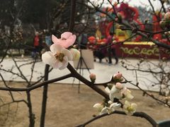 -秀丽东方