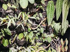 -自由生长植物工作室(深港花卉中心店)