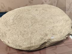 -浙江自然博物院(杭州馆)