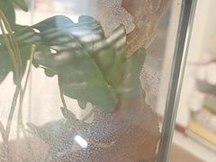 -酷以爬仙阁实体爬宠店·守宫·蜥蜴·专业繁育