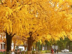 -四川大学(望江校区)