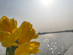 -荷兰花海