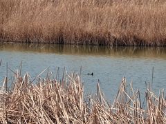 -野鸭湖国家湿地公园