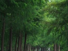 -合肥滨湖国家森林公园