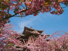 -西安青龙寺遗址景区