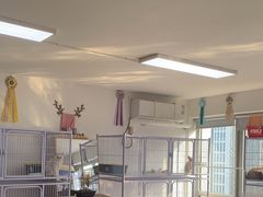 -喵百万·布偶·蓝金金渐层英短·猫舍(百子湾店)
