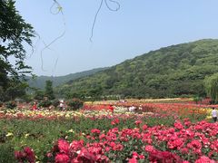 -龙寺生态园