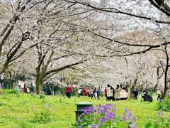 -苏州上方山国家森林公园