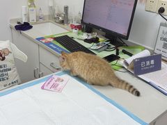 -宠颐生汉谟拉比宠物医院