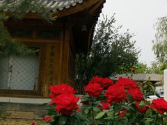 -中国中医科学院望京医院(院本部)