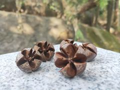 -火炉山森林公园