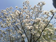 -新虹桥中心花园