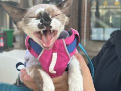 -小意思咖啡店(草桥店)