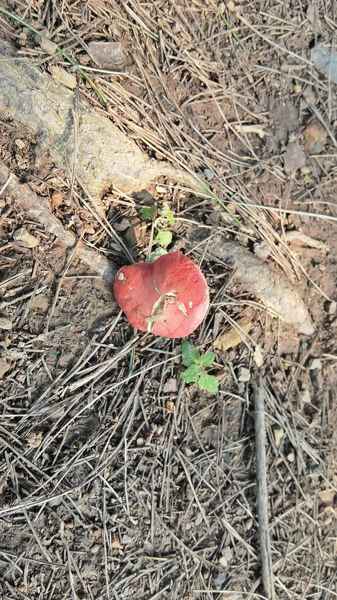 沈阳国家森林公园采蘑菇