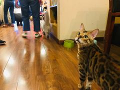-猫友咖啡店(玉林西路店)
