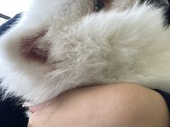 -怪兽屋·羊驼·猫咖·狗咖(俊华广场店)