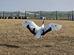 -盐城丹顶鹤湿地生态旅游区
