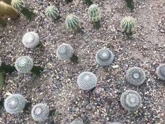 -南山植物园