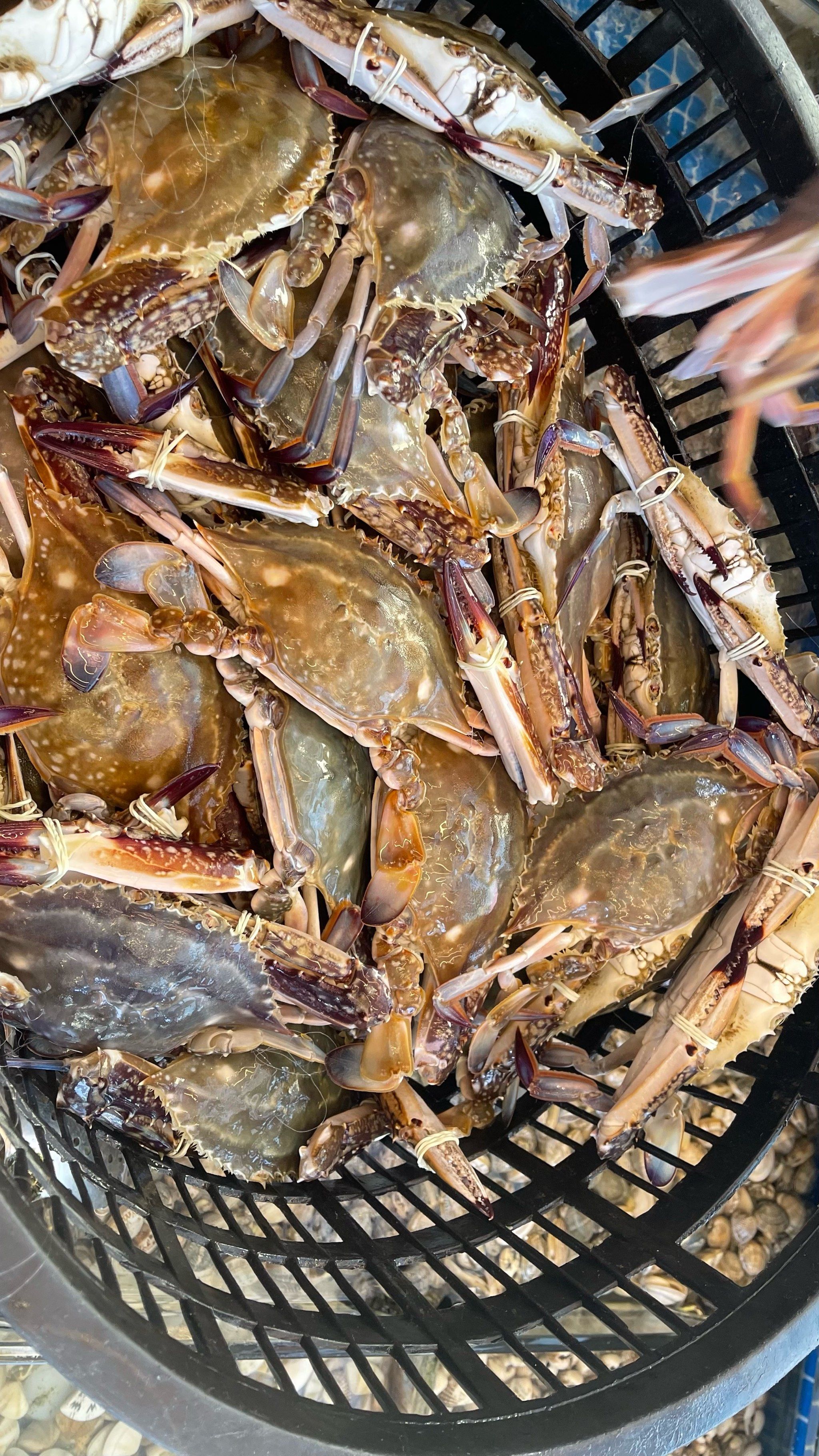 梭子蟹肥美鲜美