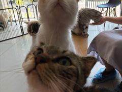 -平行世界·猫咖(首经贸店)