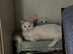 -中农国际动物医院24小时·猫科·骨科·急重症中心