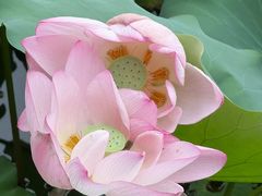 -荔湾湖公园