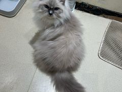 -藏猫猫咖啡主题馆(中央大道店)