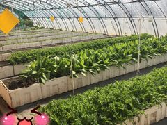 -甜心庄园·甜心草莓采摘园(西青中北店)