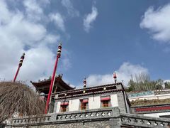 -塔尔寺-菩提树