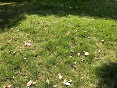 -重庆市江北嘴中央商务区中央公园