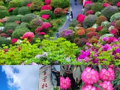 -贵州百里杜鹃风景名胜区