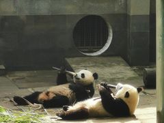 -中国大熊猫保护研究中心雅安碧峰峡基地