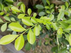 -深圳仙湖植物园