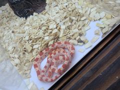 -中环花鸟鱼虫市场