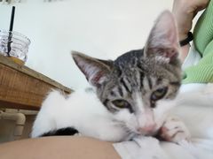 -海边的猫和咖啡馆