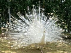 -泉州海丝野生动物世界