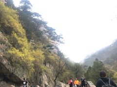 -赵记煎饼卷大葱(泰山大街店)