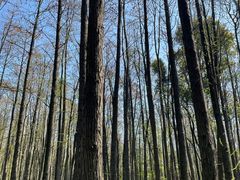 -上海共青森林公园