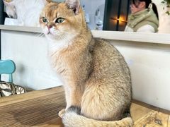 -猫小院猫主题餐厅(南锣旗舰店)