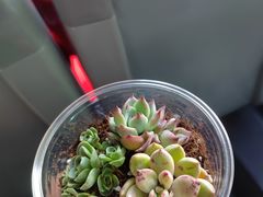 -星巴克(北京环球金融中心店)