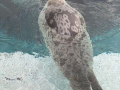 -大阪海游馆
