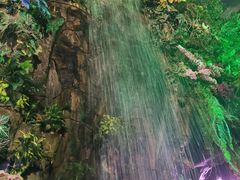 -正佳雨林生态植物园