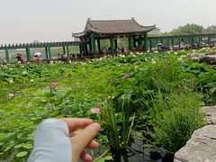 -莲花池公园